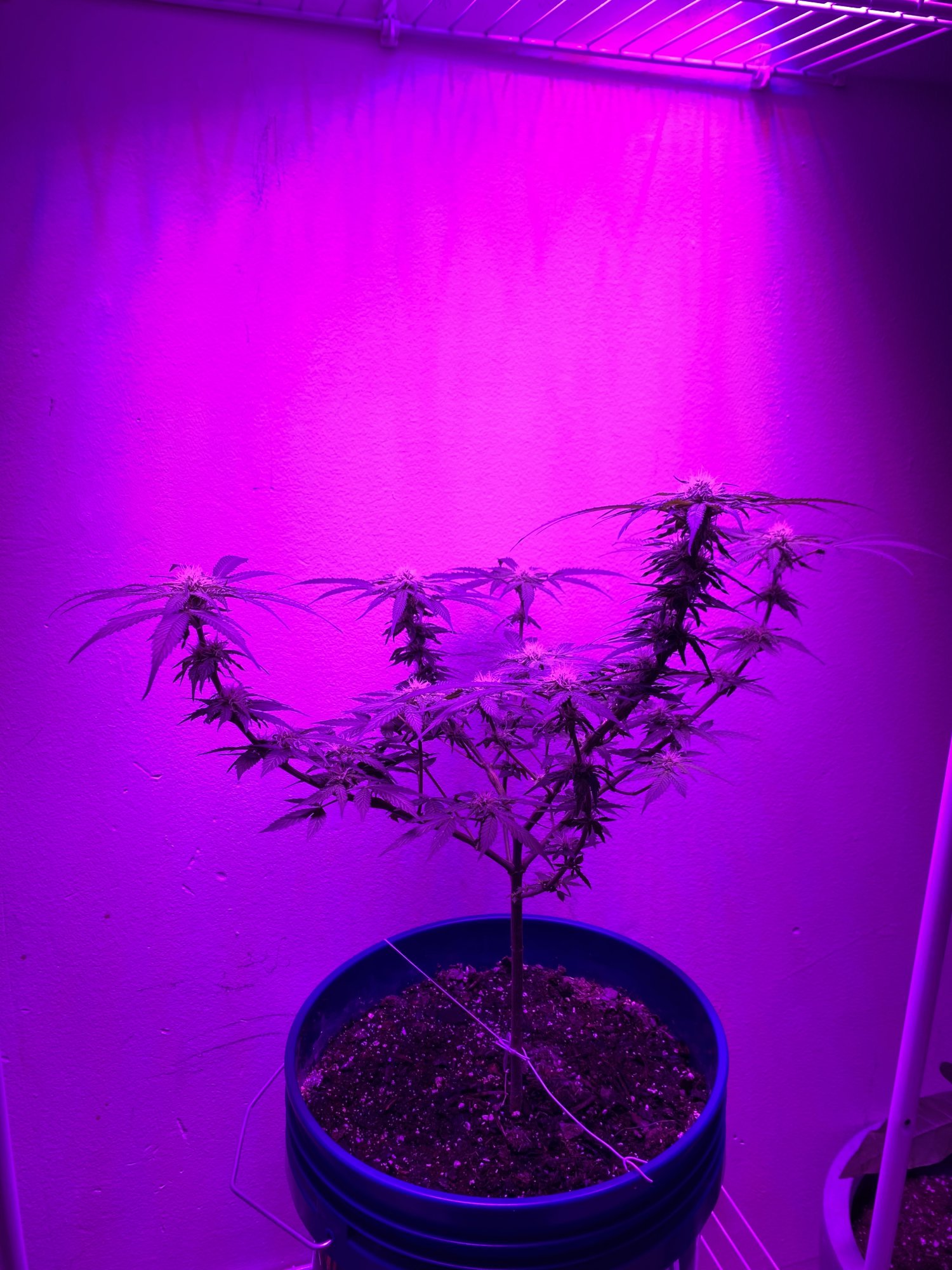 First grow ever feedback welcome and helpful 10