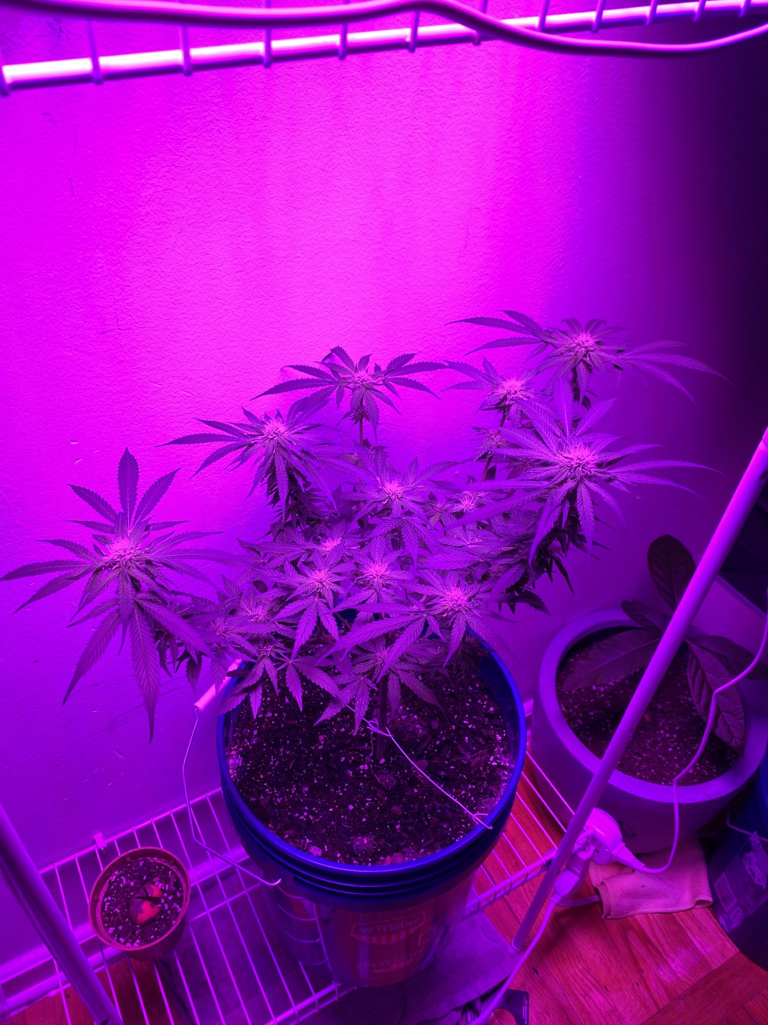 First grow ever feedback welcome and helpful 11