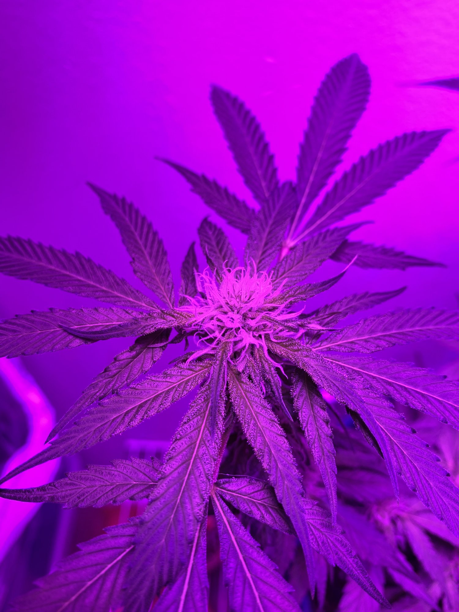 First grow ever feedback welcome and helpful 4