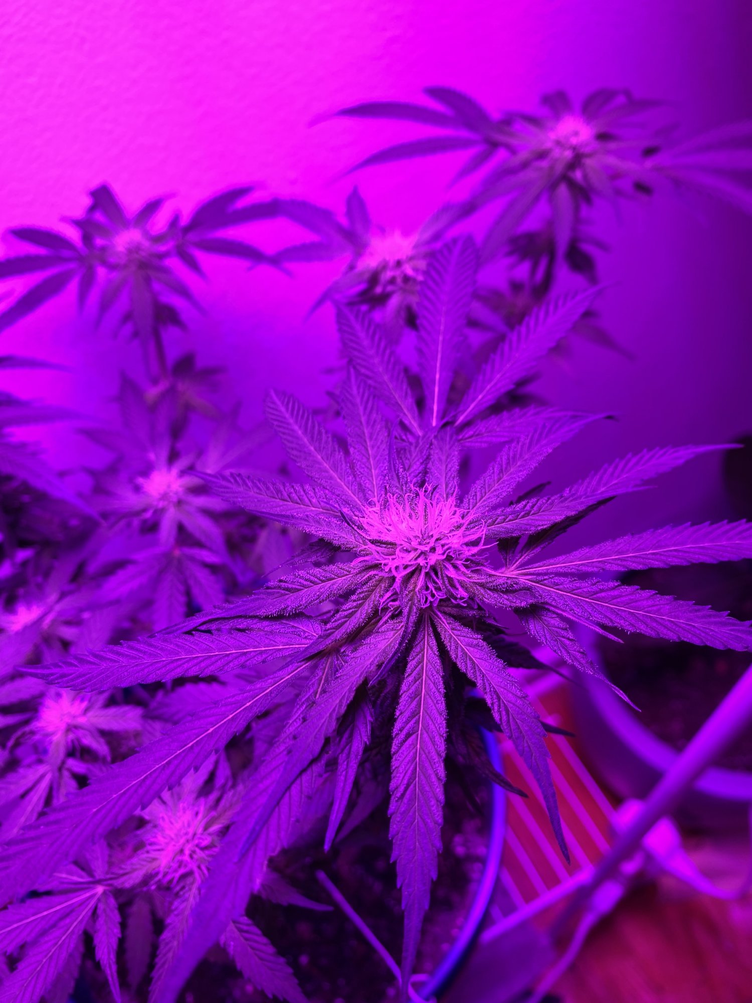 First grow ever feedback welcome and helpful 5