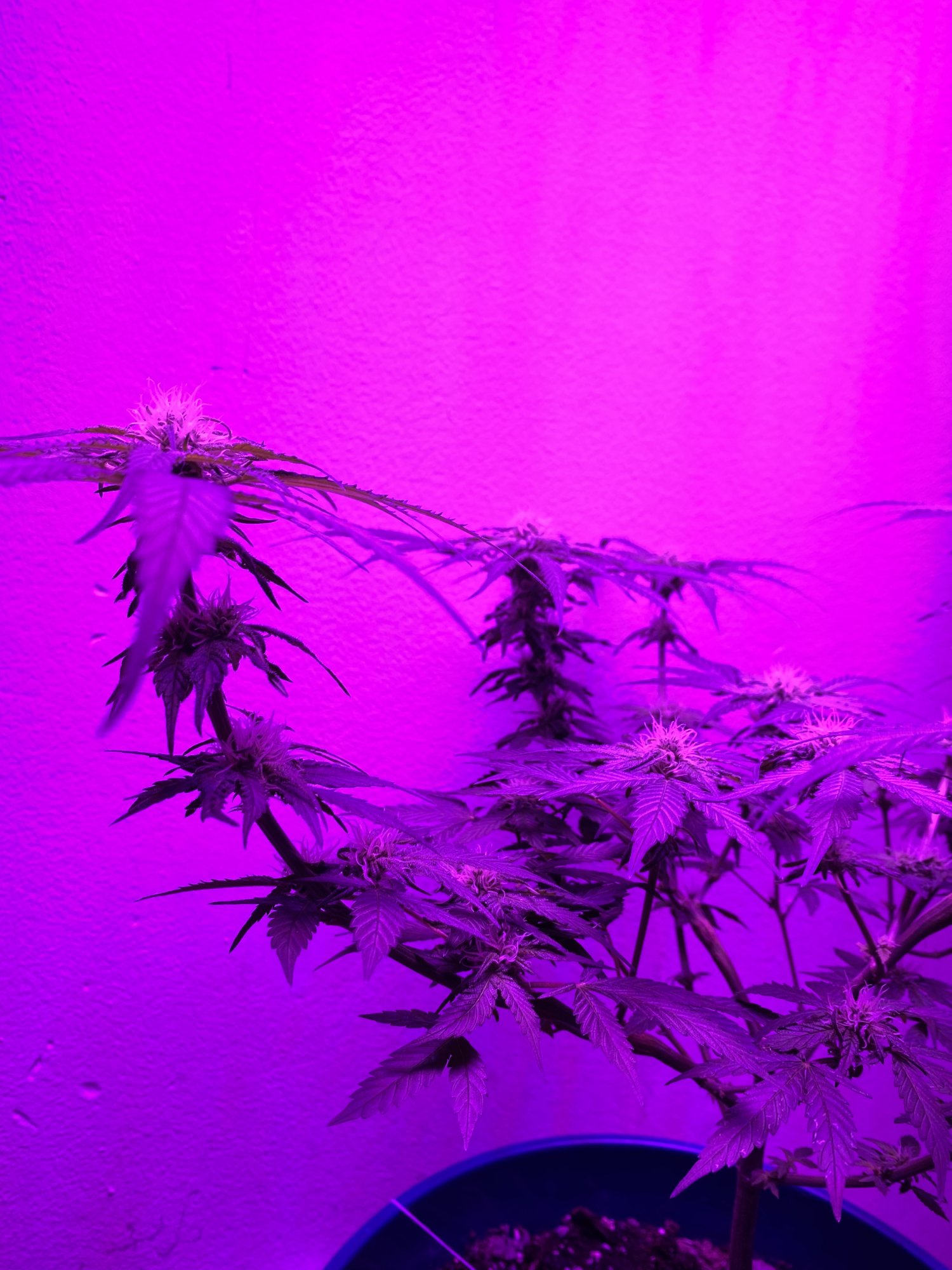 First grow ever feedback welcome and helpful 8