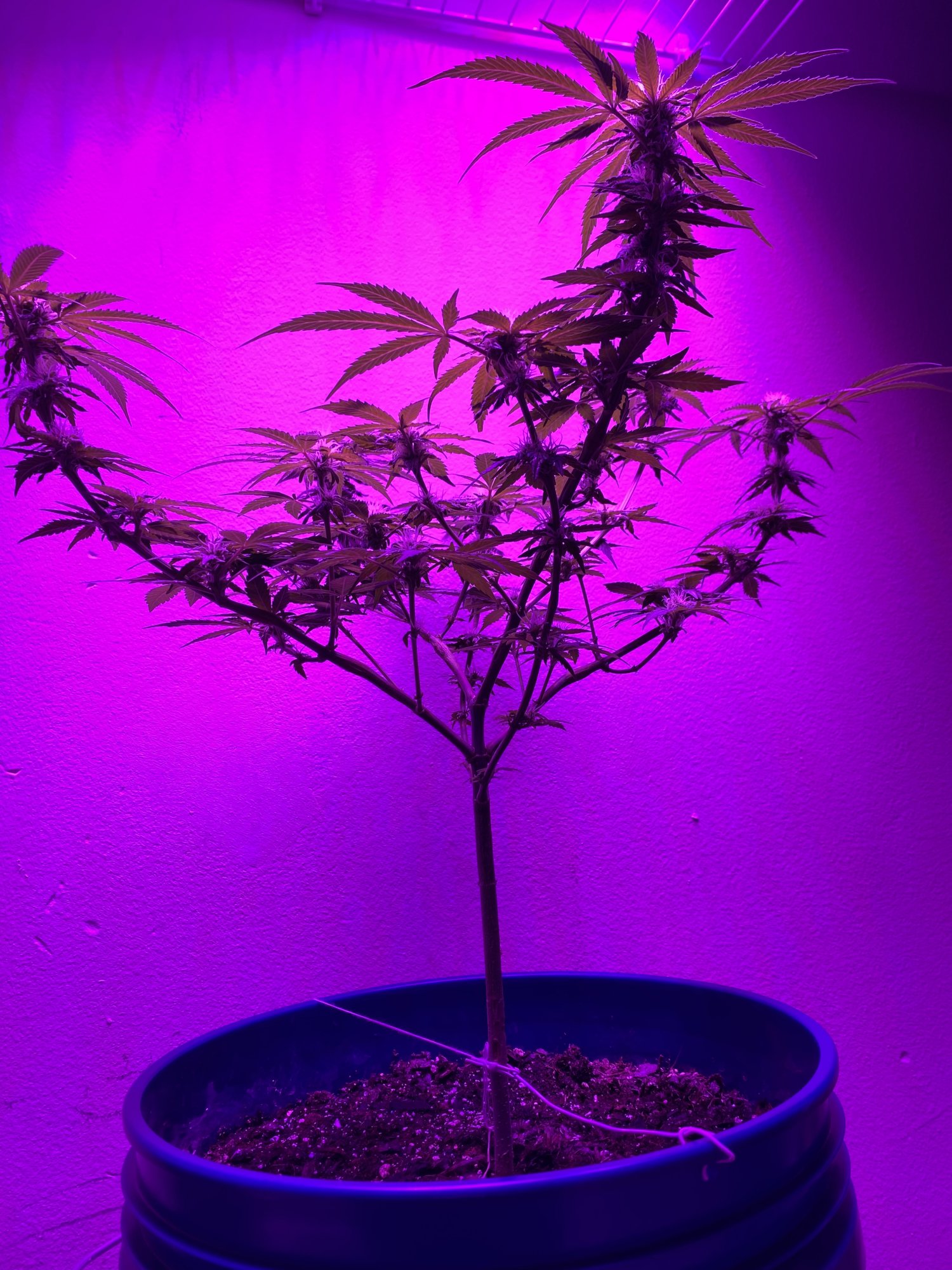 First grow ever feedback welcome and helpful 9