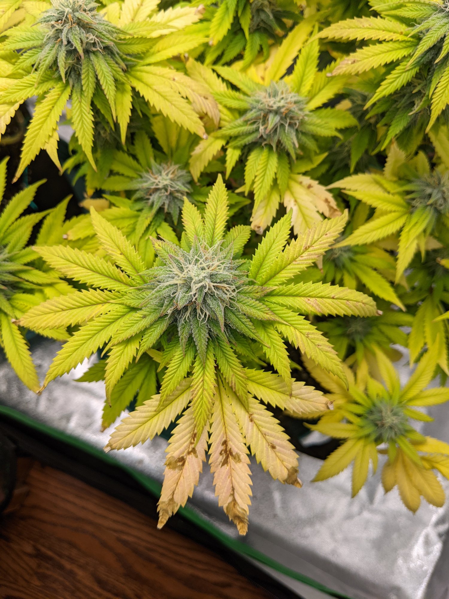 First grow have been posting on a few different forums with not much luck please help 5