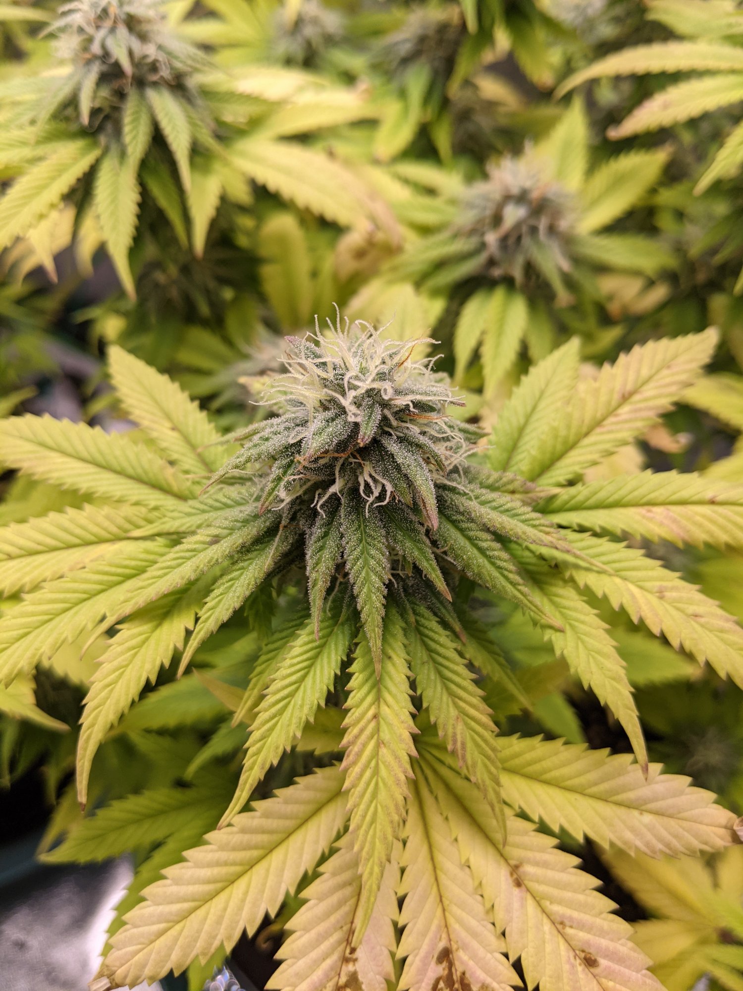 First grow have been posting on a few different forums with not much luck please help