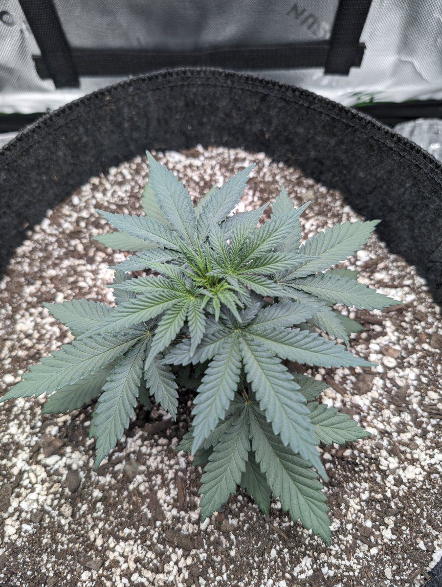 First grow plant seems short is it healthy 2