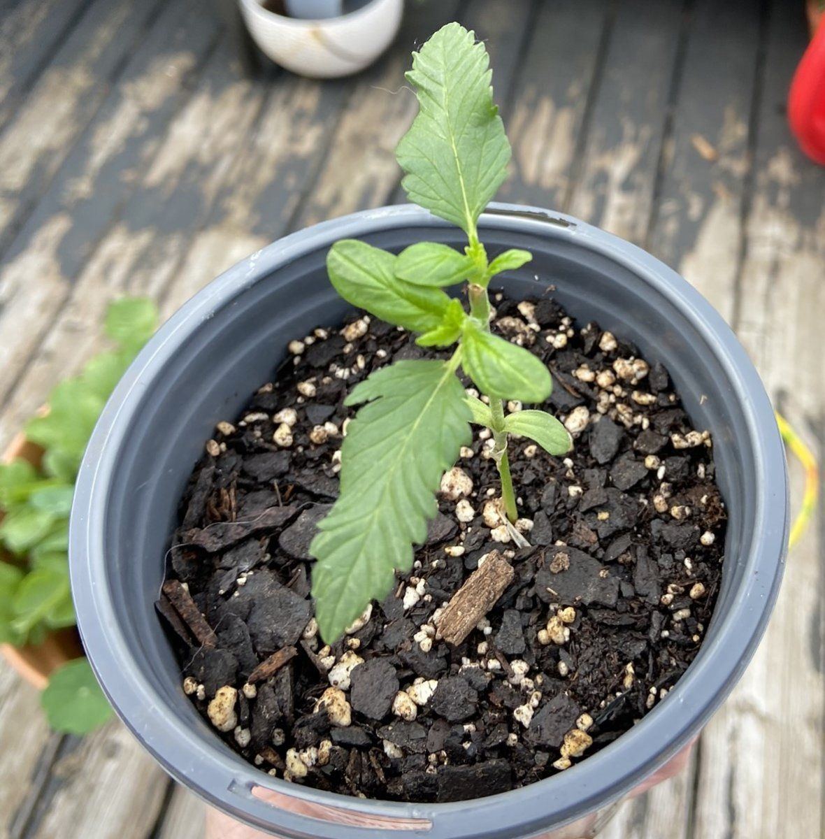 First grow struggling to solve issues with two plants one growing only 3 fingered leaves one 
