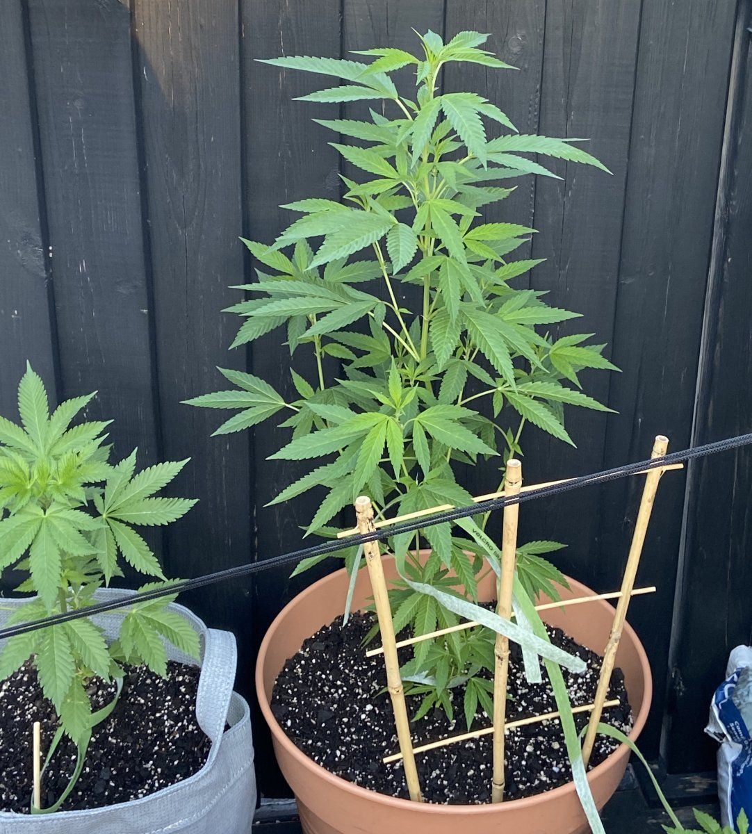 First grow struggling to solve issues with two plants one growing only 3 fingered leaves one s 3