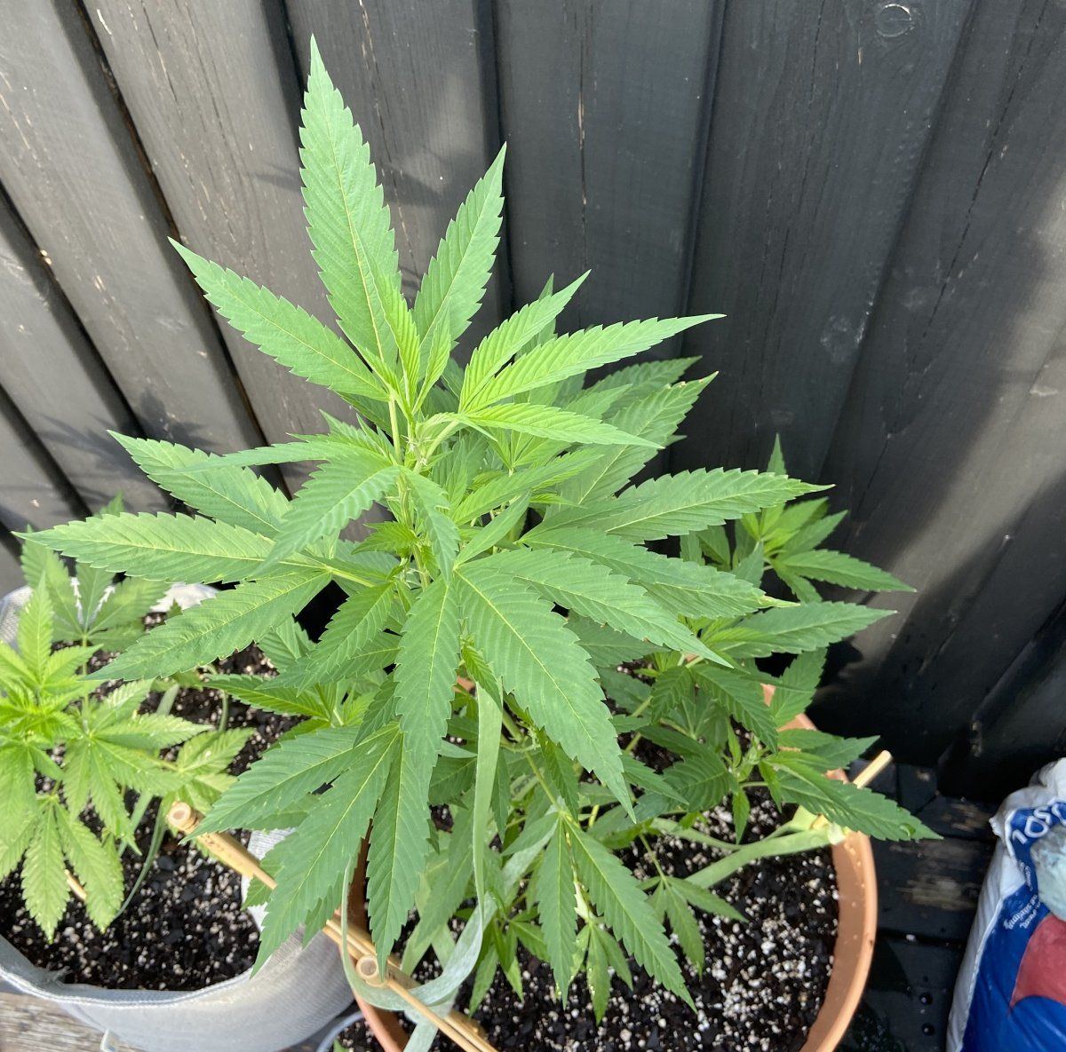 First grow struggling to solve issues with two plants one growing only 3 fingered leaves one s 4