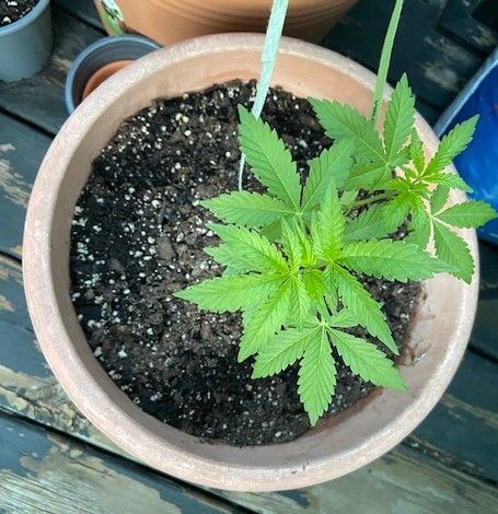 First grow struggling to solve issues with two plants one growing only 3 fingered leaves one s 6