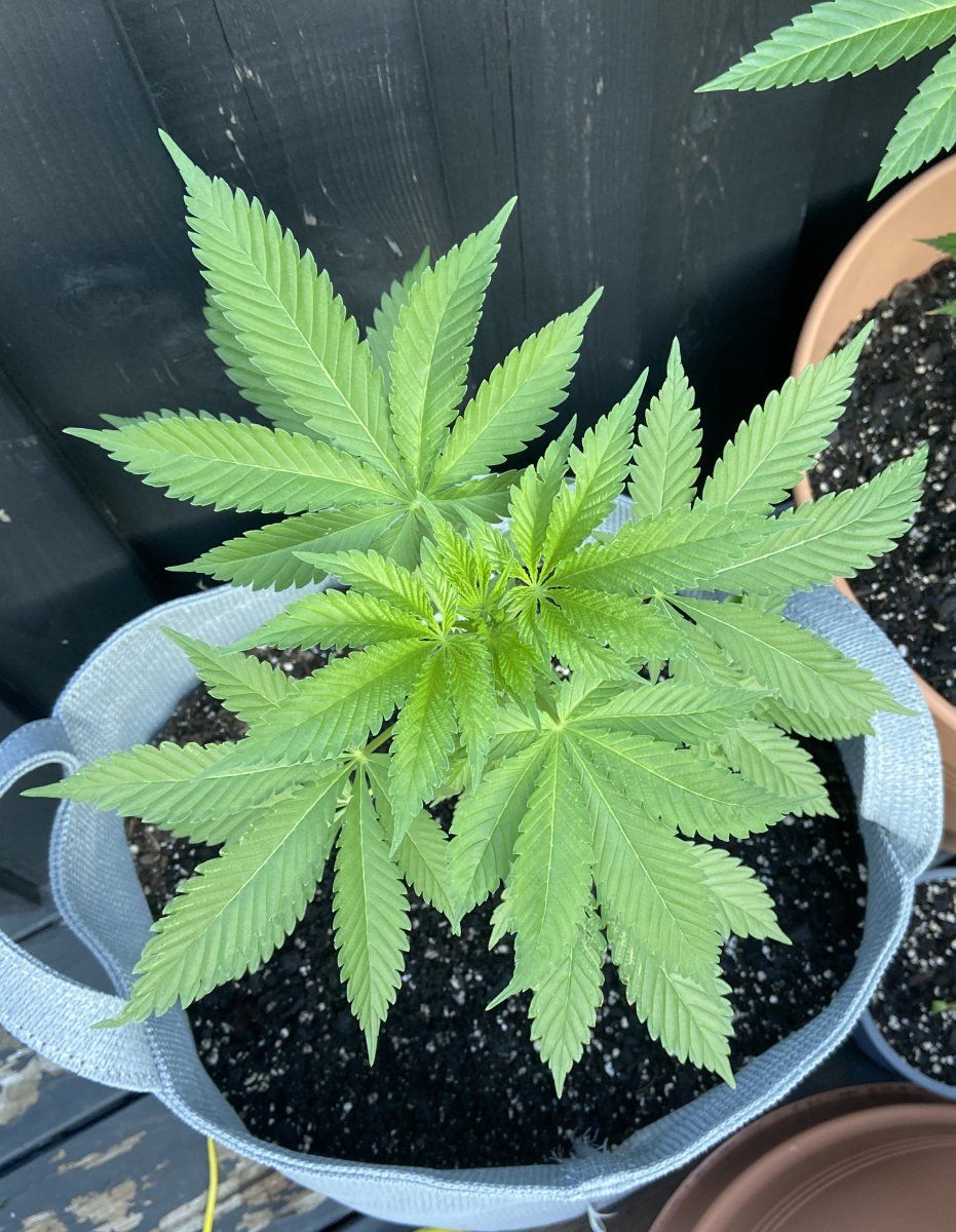 First grow struggling to solve issues with two plants one growing only 3 fingered leaves one s 7