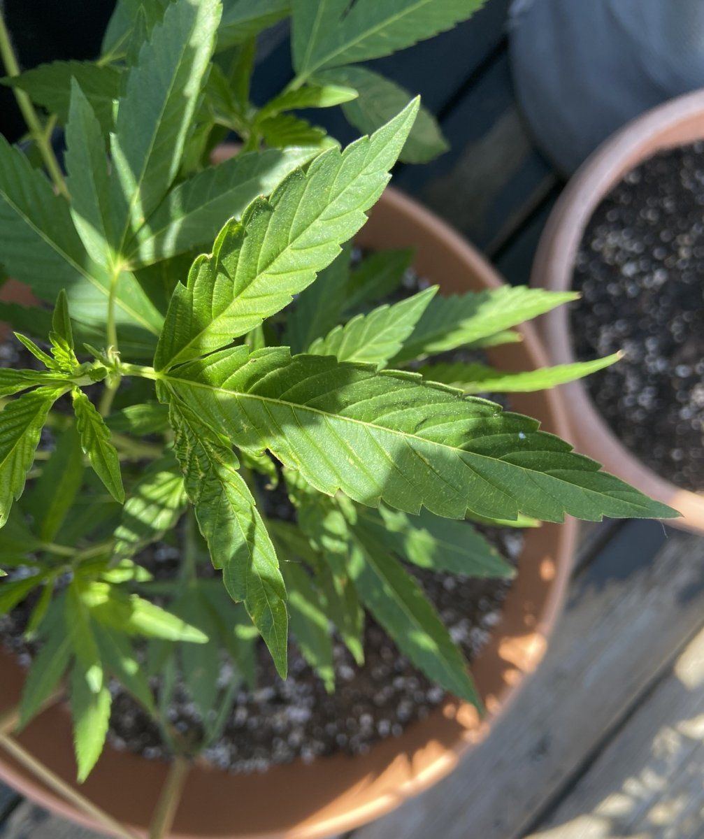 First grow struggling to solve issues with two plants one growing only 3 fingered leaves one s