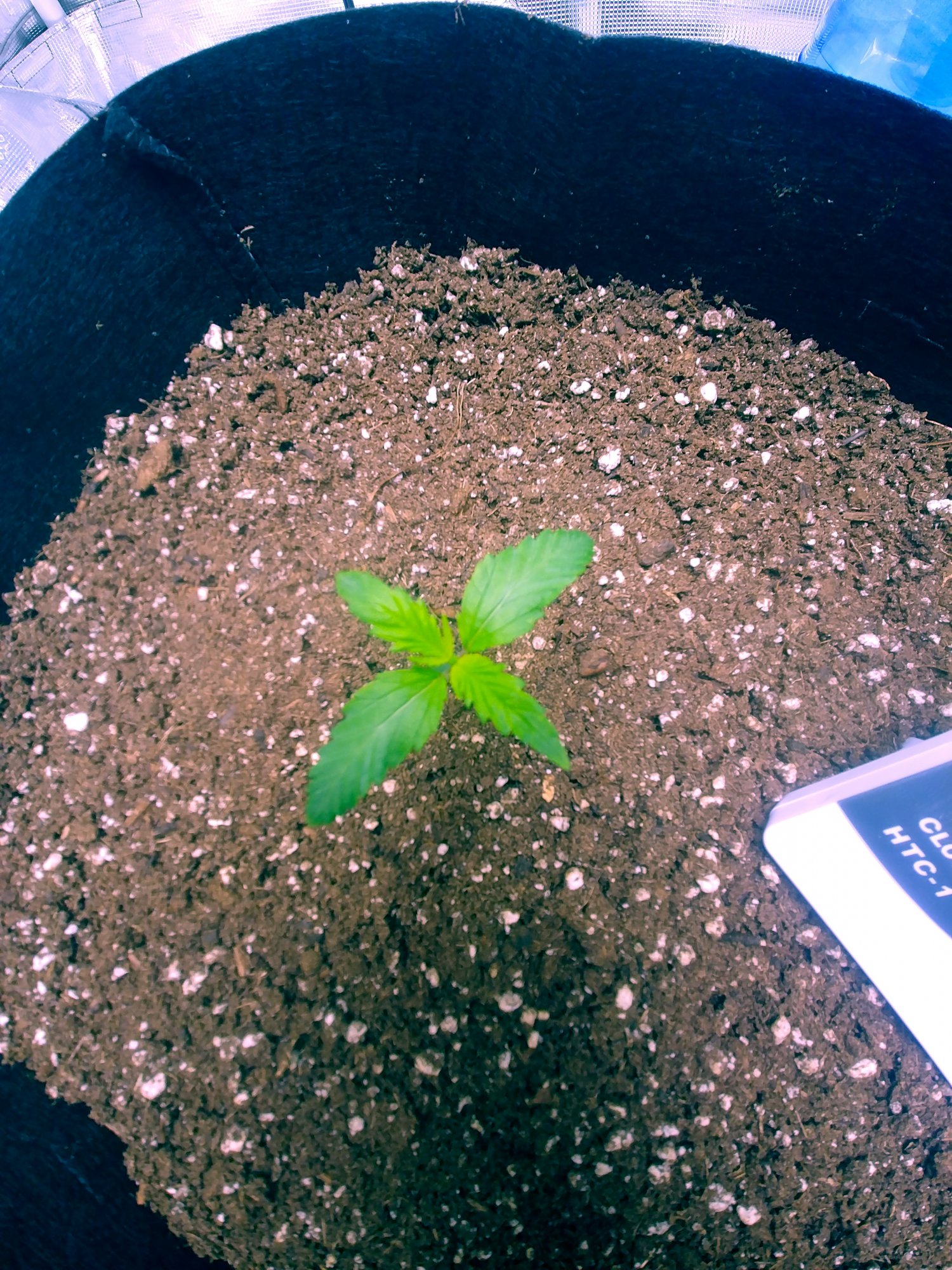 First grow   unknown seed   fingers crossed 5