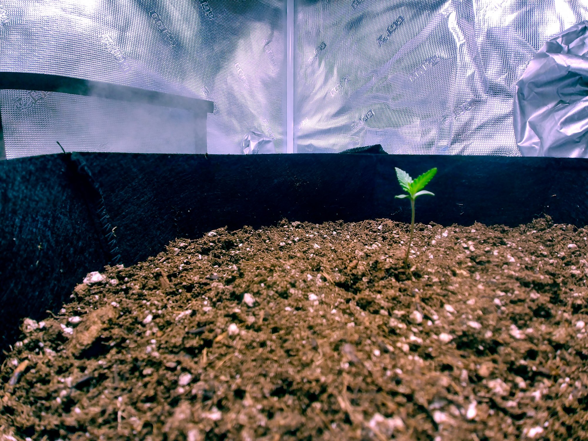First grow   unknown seed   fingers crossed