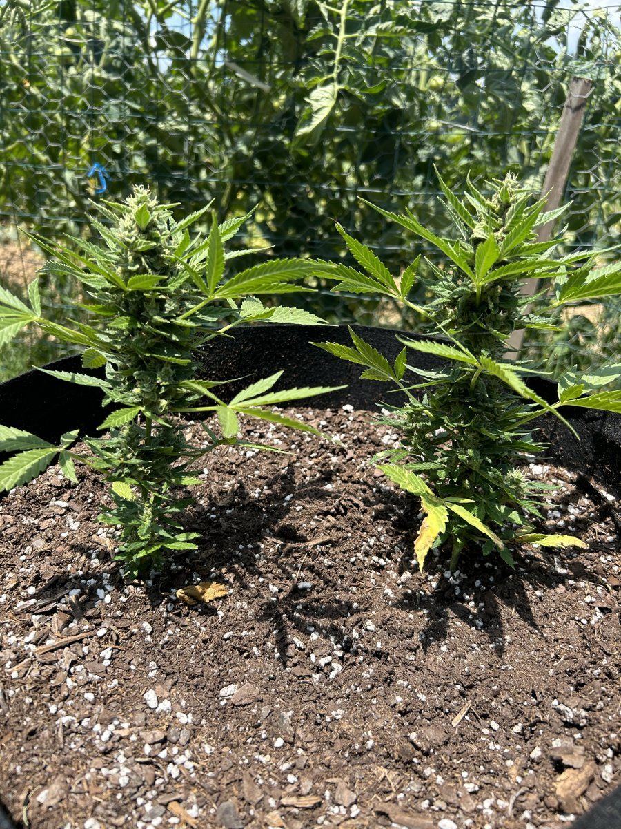 First outdoor grow planted april 4th any tips 2