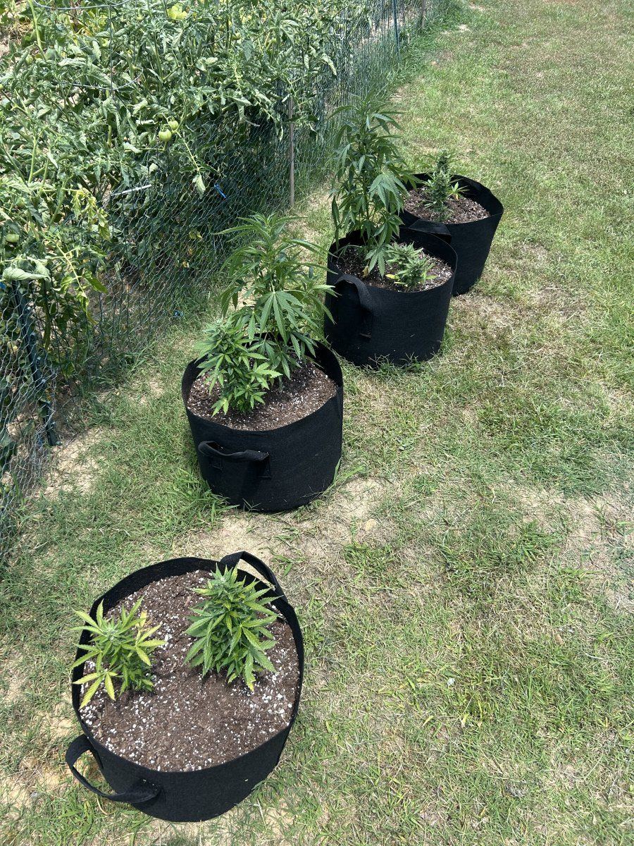 First outdoor grow planted april 4th any tips