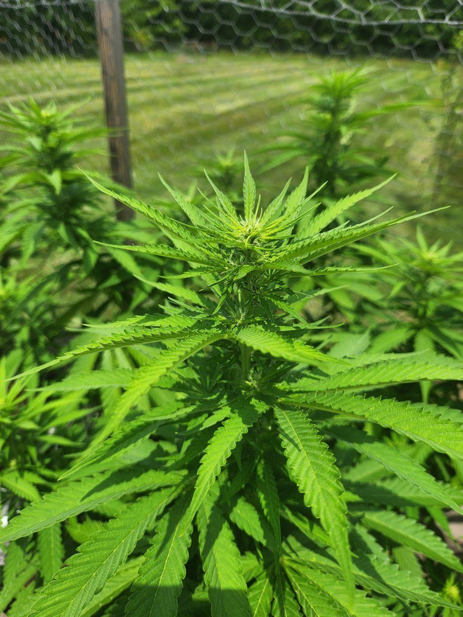 First outdoor grow started flowering early 3