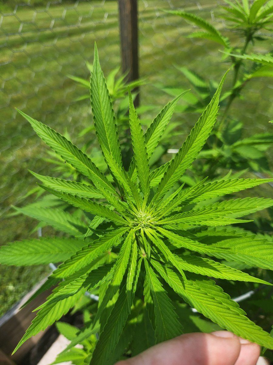 First outdoor grow started flowering early
