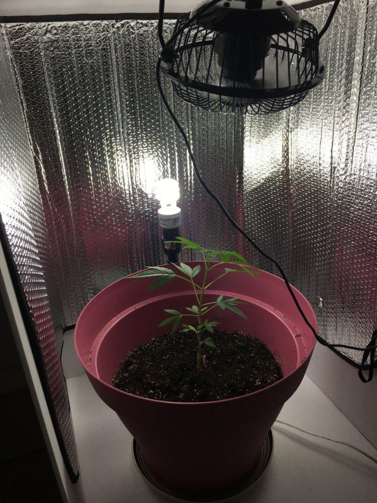 First time grow