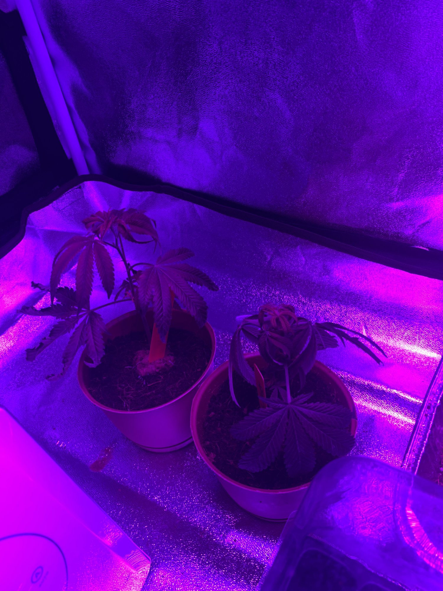 First time grower and my plants are struggling 2