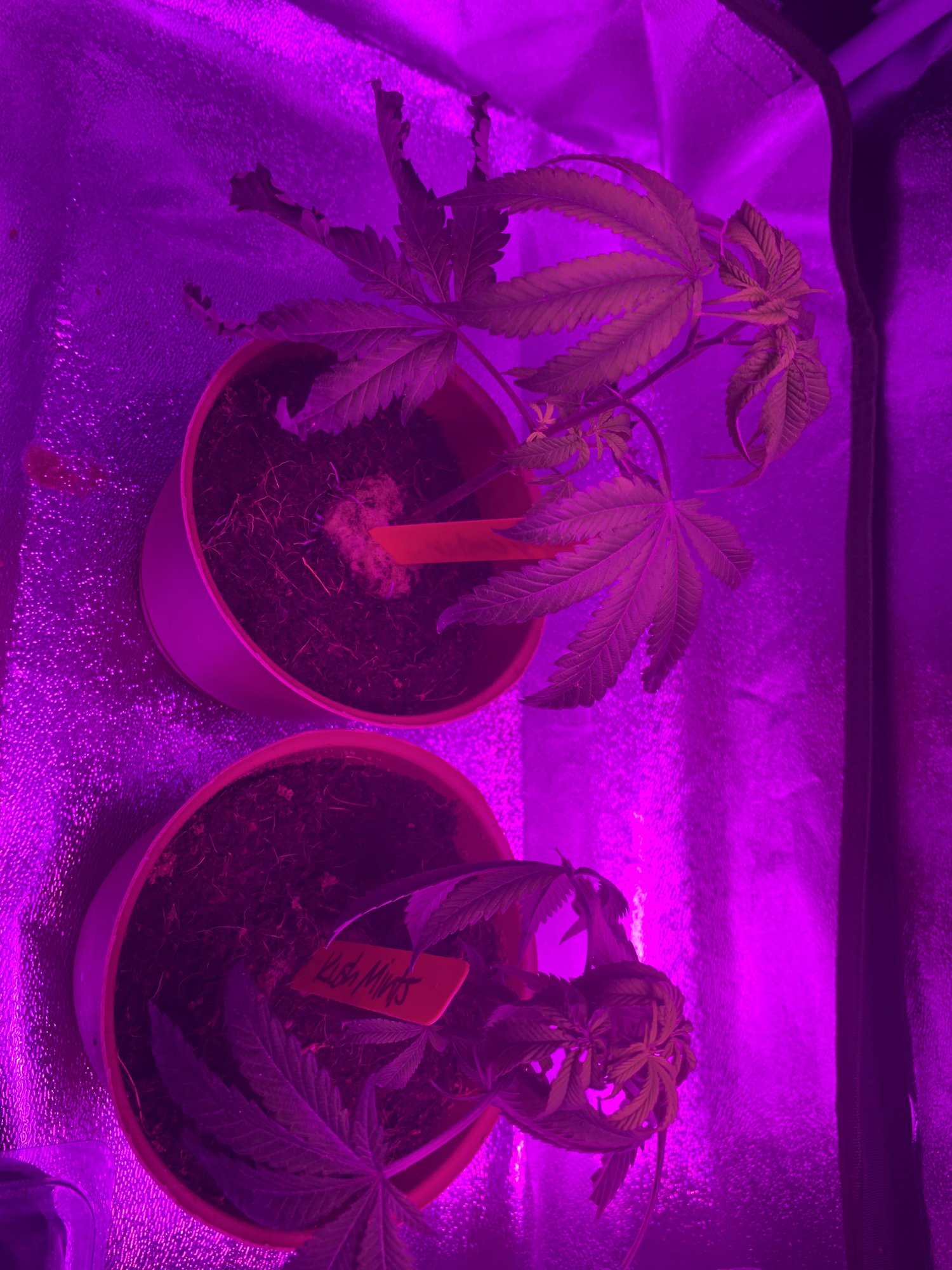 First time grower and my plants are struggling