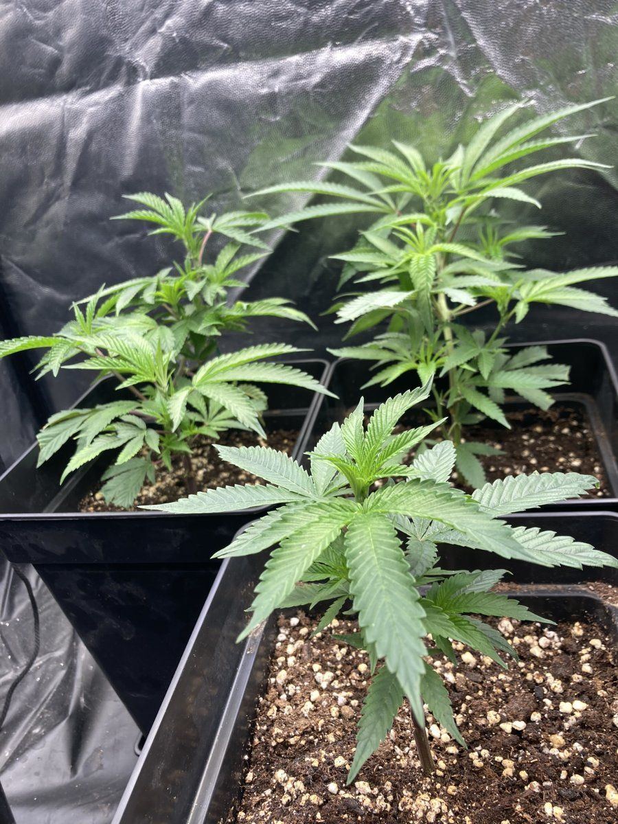 First time grower more or less in germany