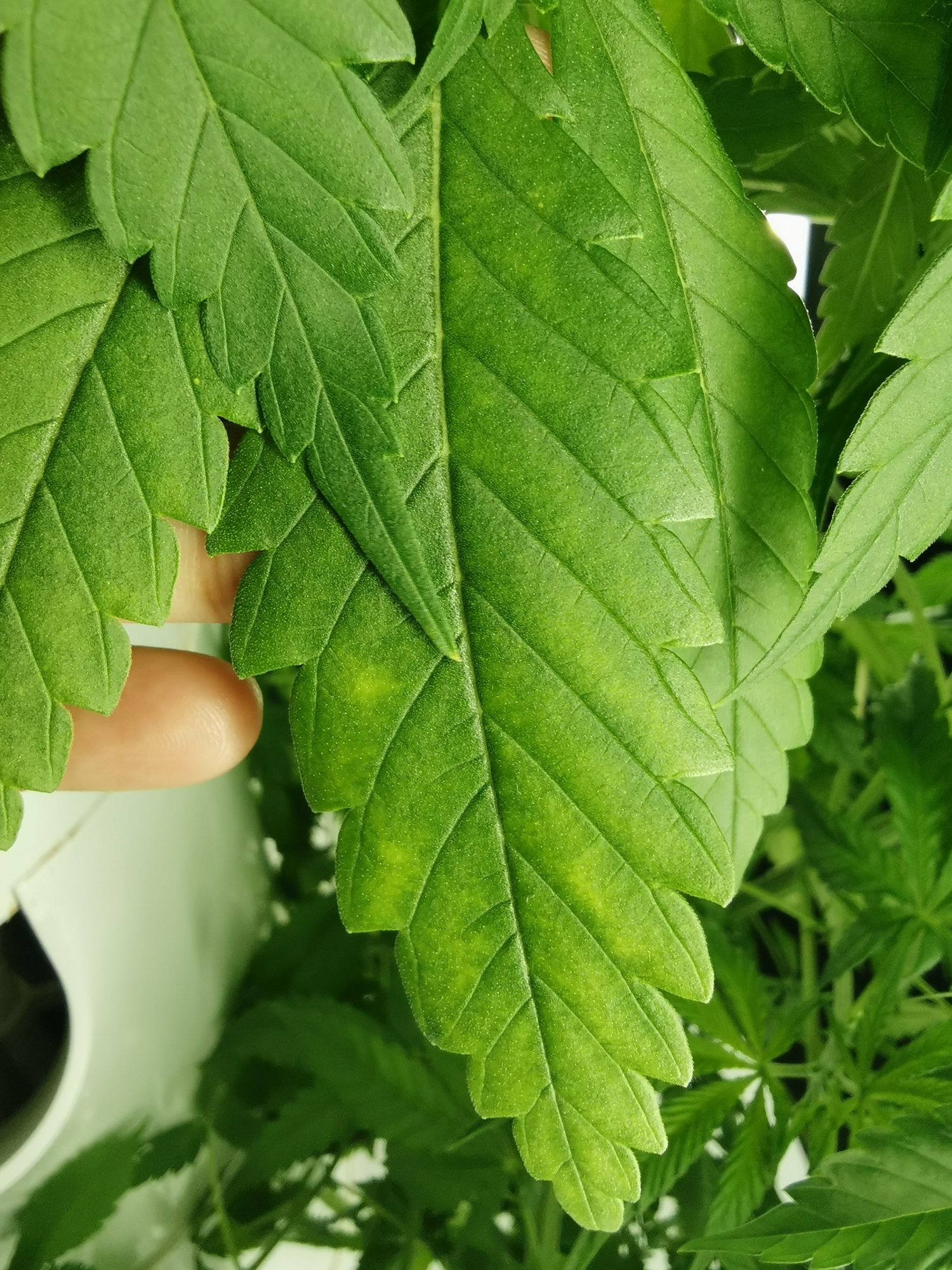 First time grower not sure what to do 3