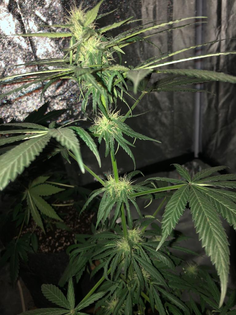 First time growing 2