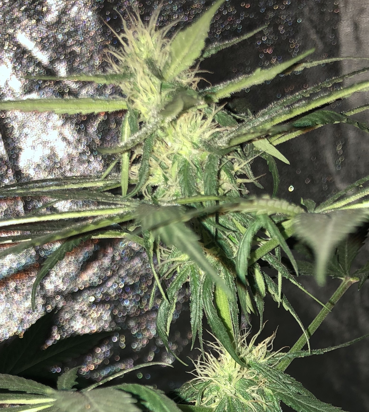 First time growing