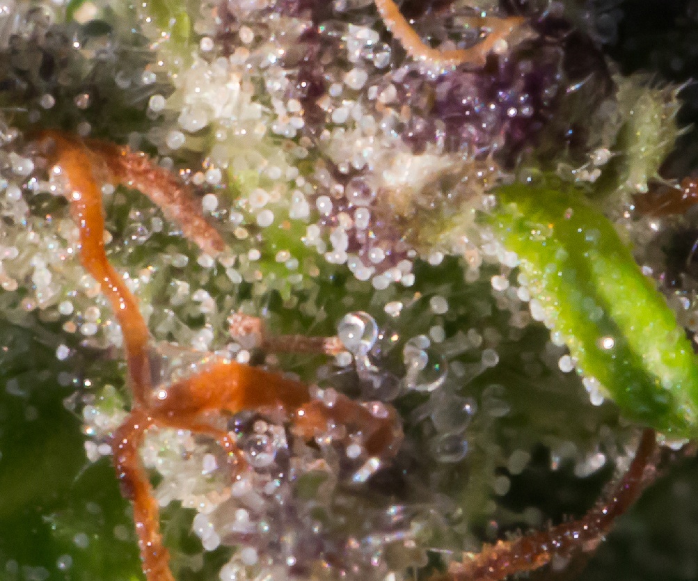Frost melted closeup trichomes