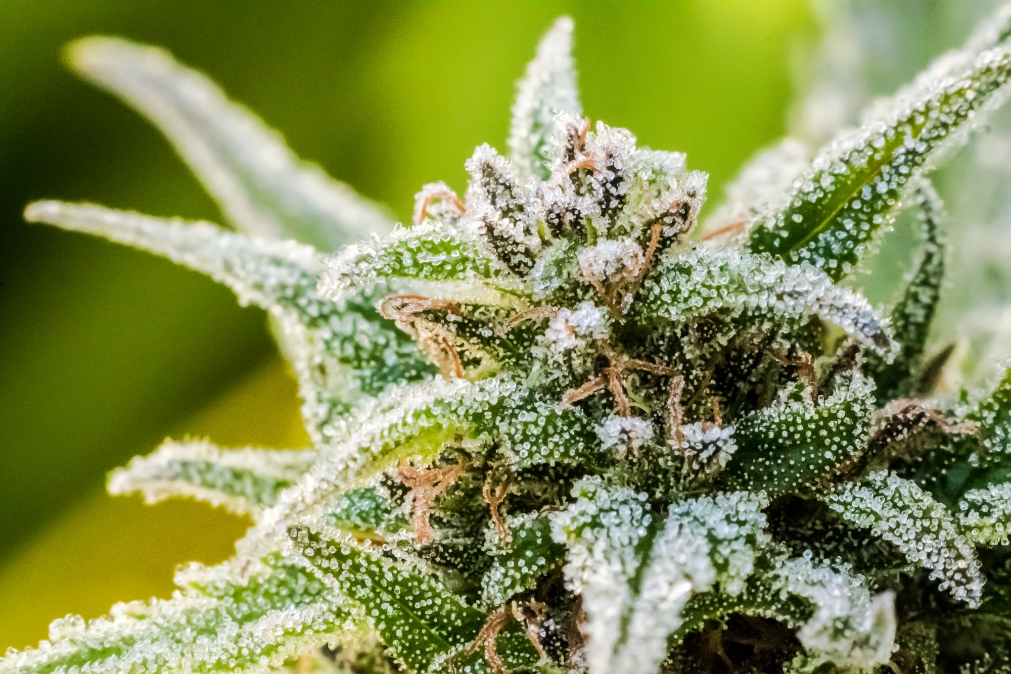 Frost on Cannabis October 18 2019 1