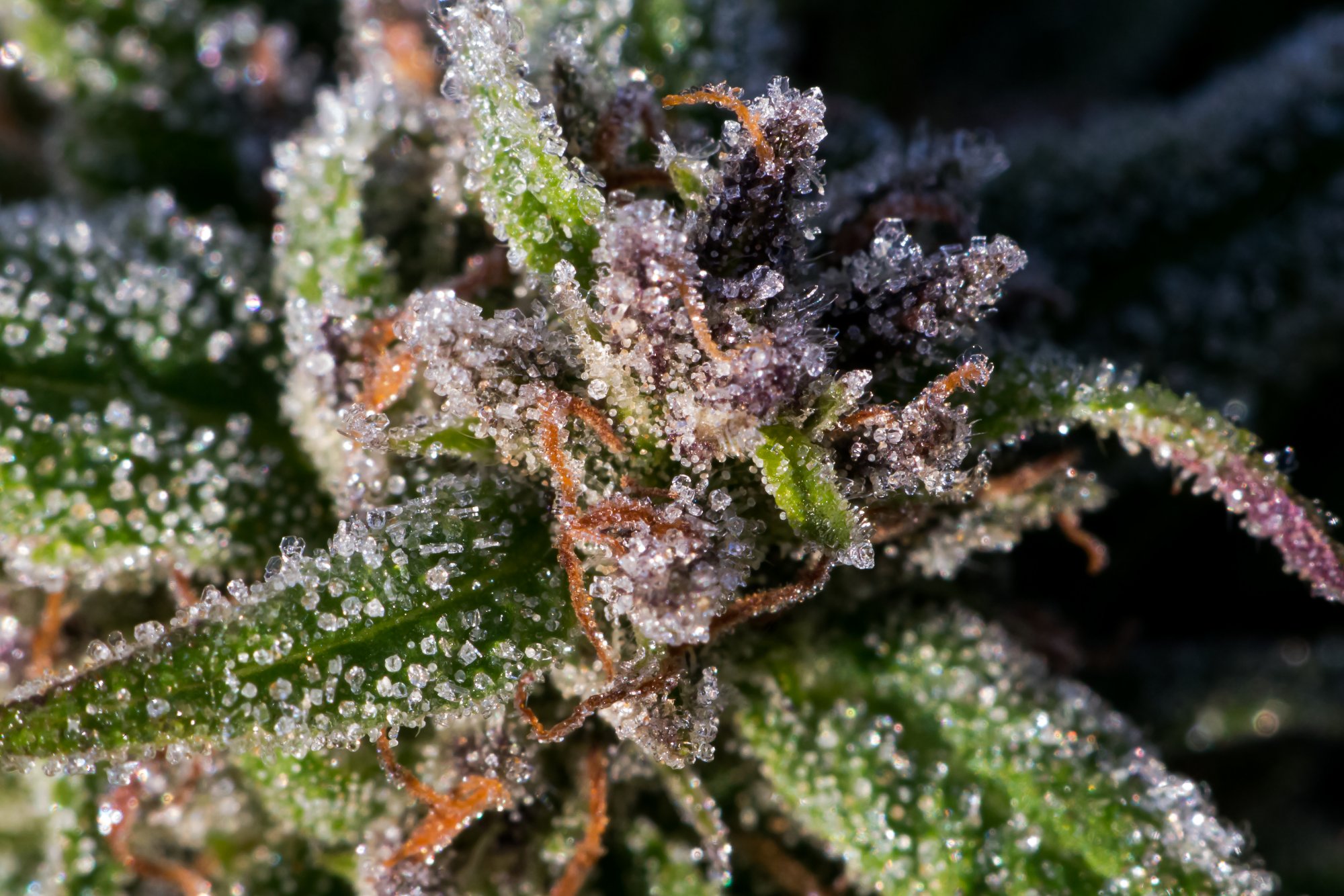 Frost on Cannabis October 18 2019 14
