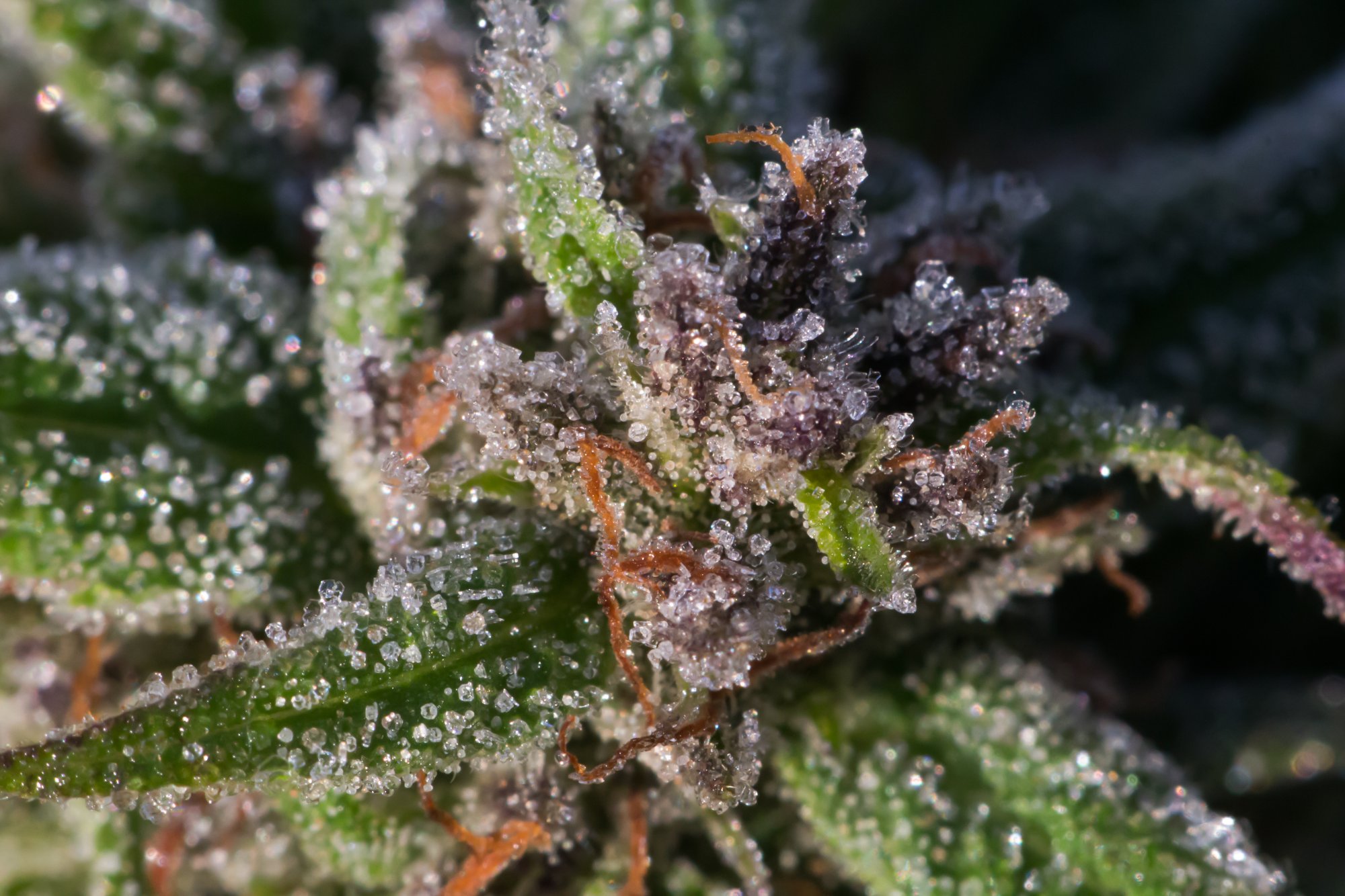 Frost on Cannabis October 18 2019 16