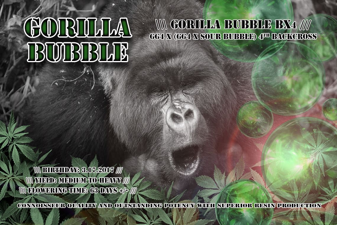 Gorilla bubble bx4