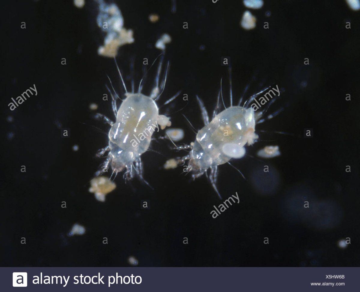 Grain mite tyrophagus putrescentiae adults on black background X5HW6B