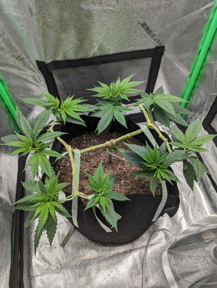 Great time mainlining jack herer start flowering first timer stretch question