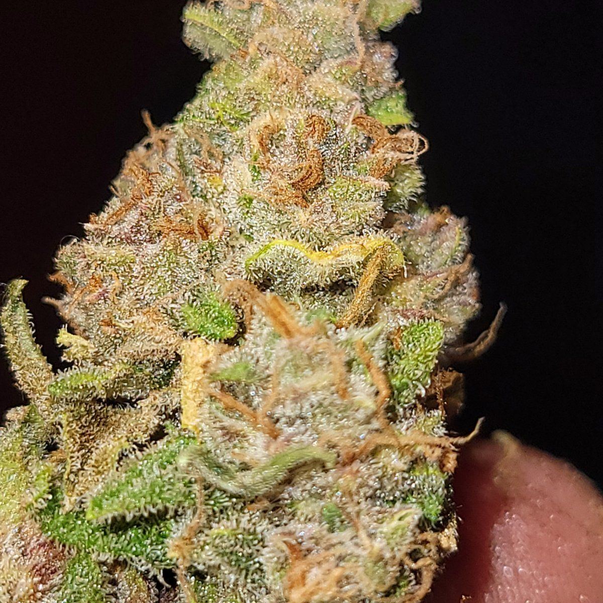 Harvest and 1 week cure and day of harvest bud 3