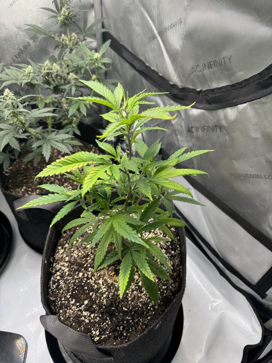 Help first time growing plant issues 4