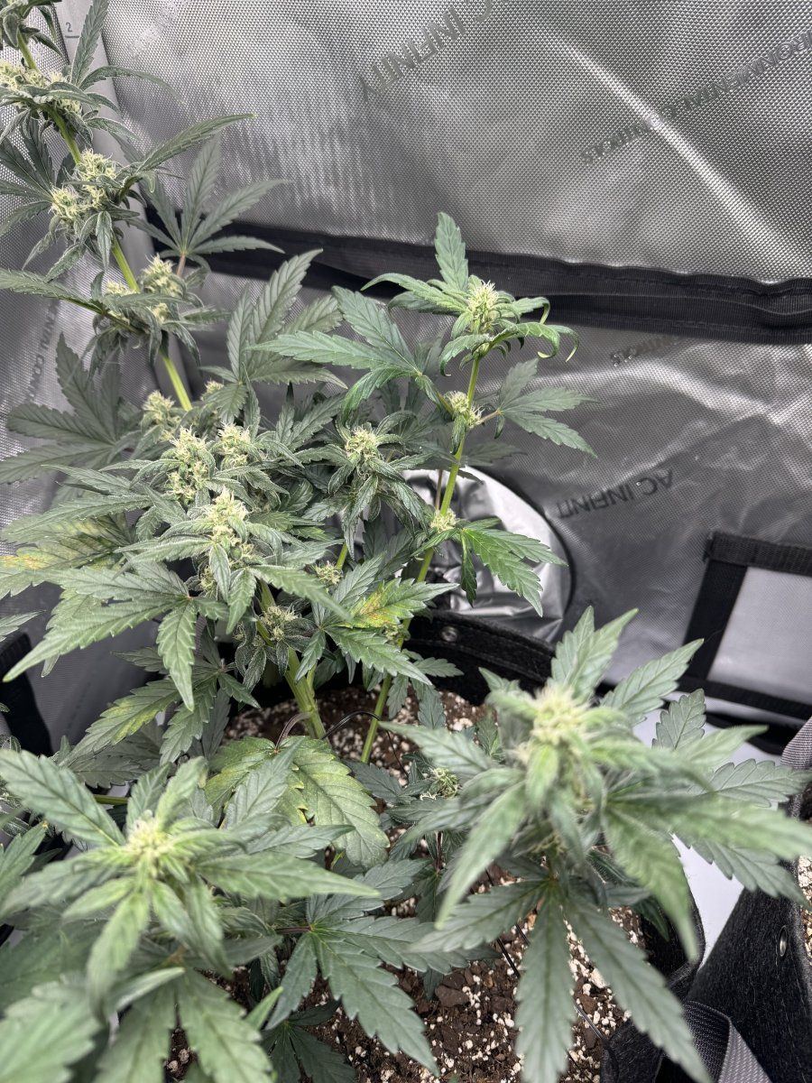 Help first time growing plant issues 5