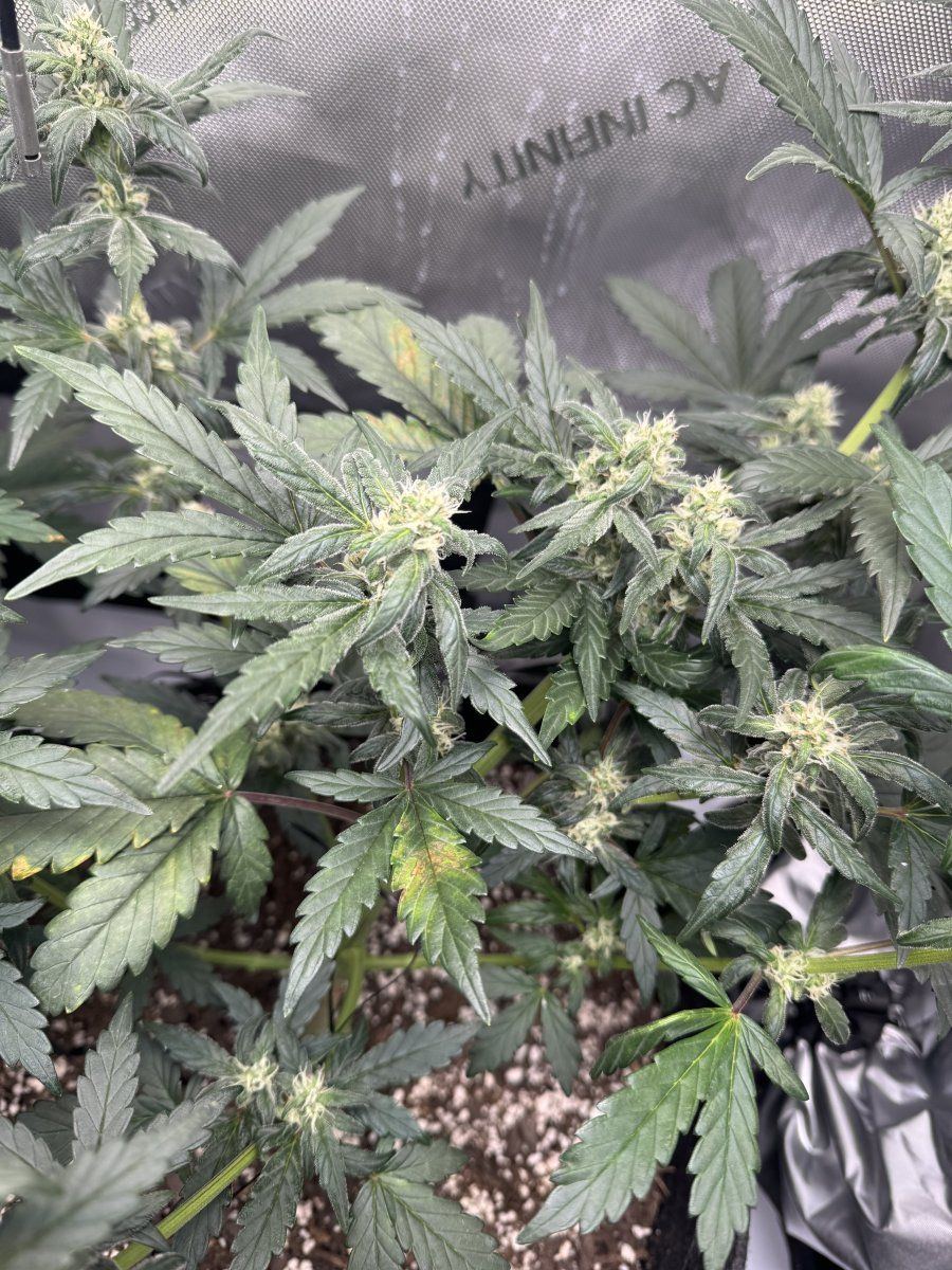 Help first time growing plant issues 6