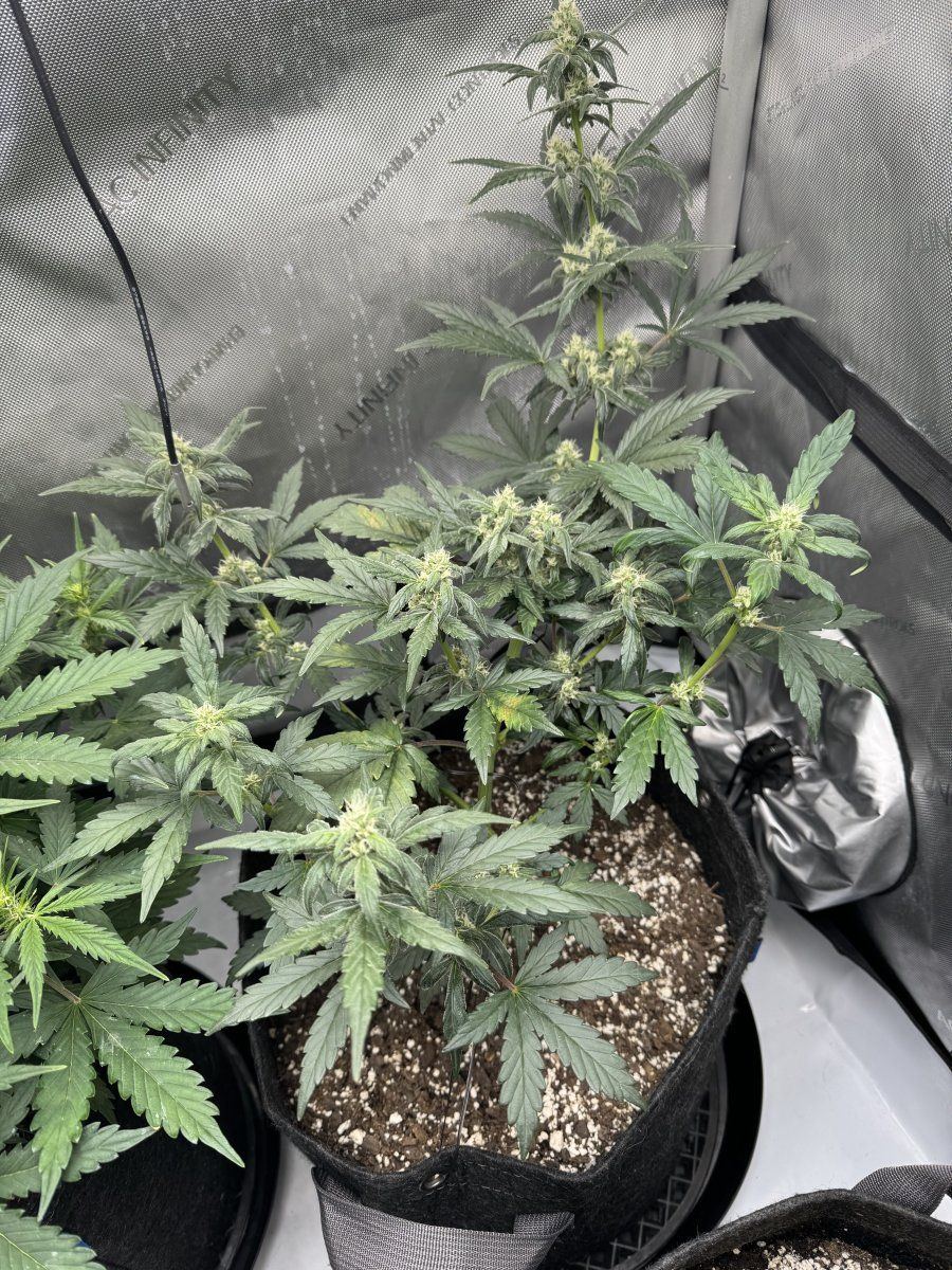 Help first time growing plant issues 8