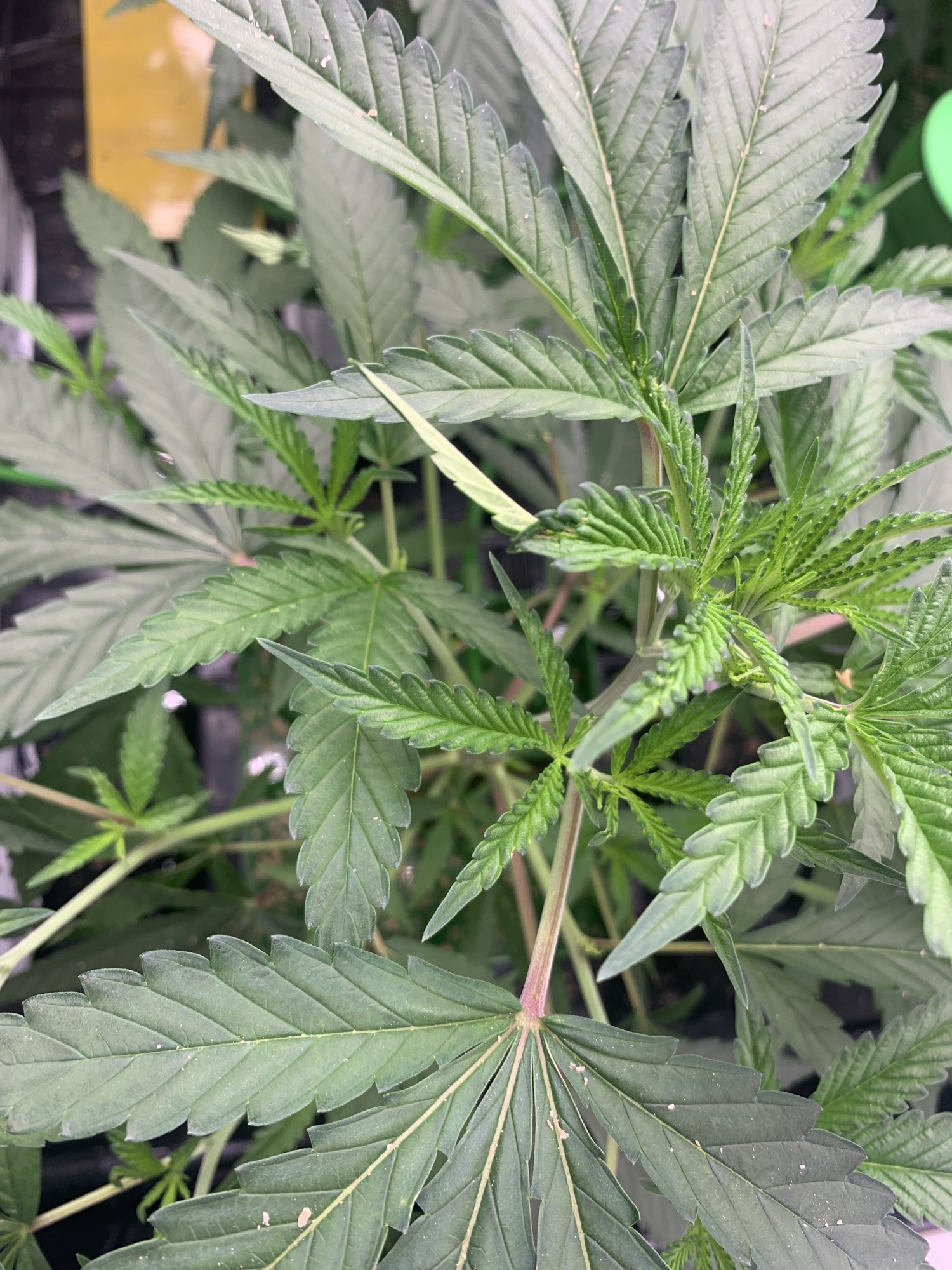 Help leaves twisting with lesions and holes at area where its twisted