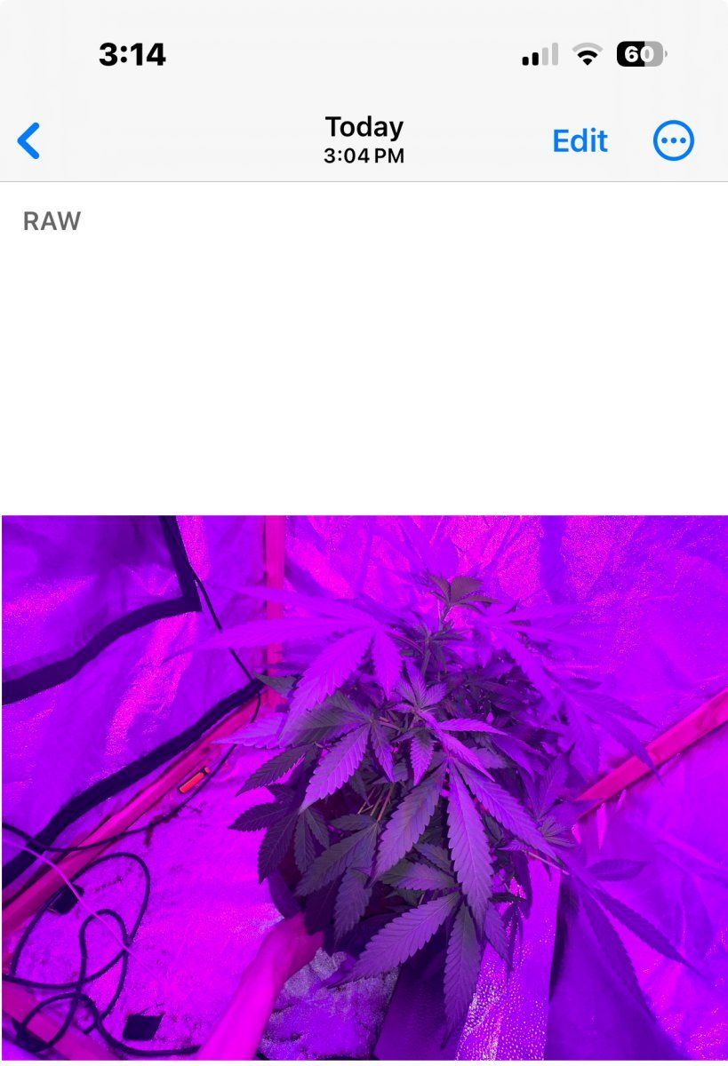 Help new grower any update on my plant and how its looking when can it start to flower and ho