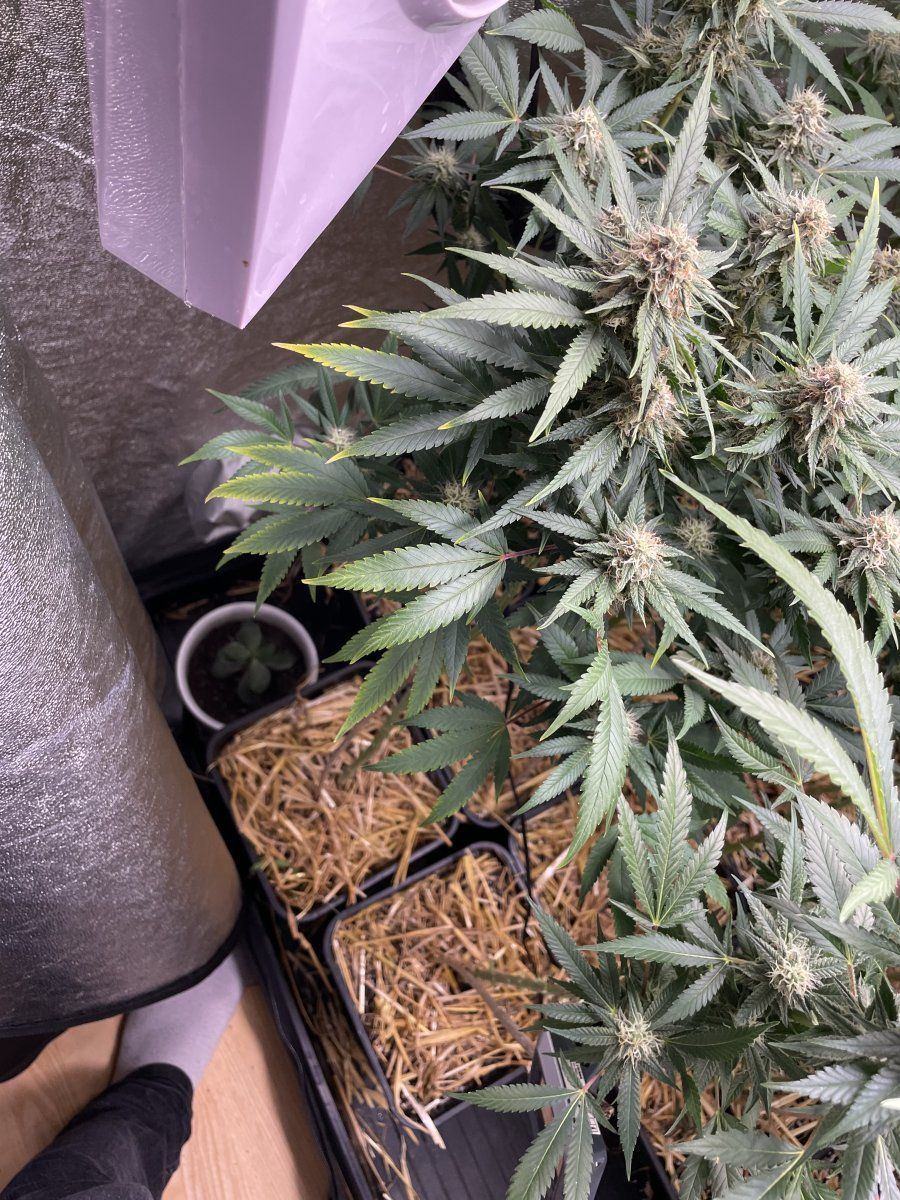 Help please yellow tip on leaves 4