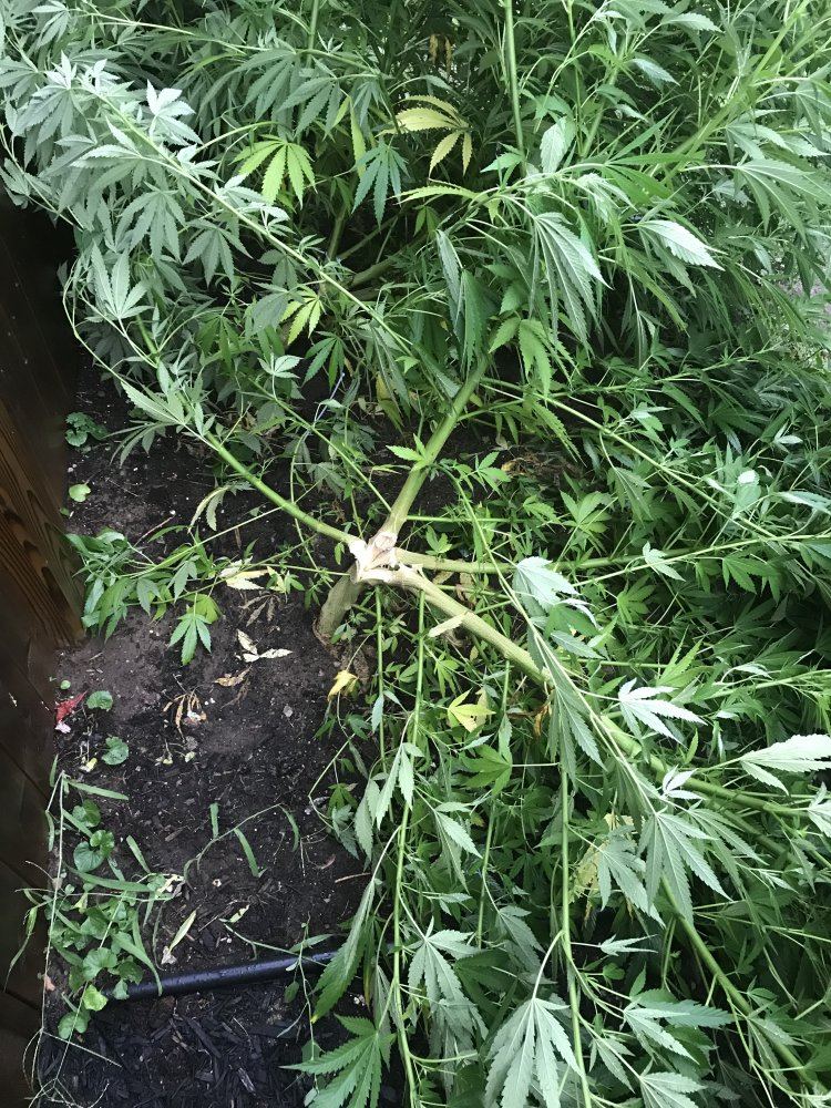 Help stem broke at bottom of plant