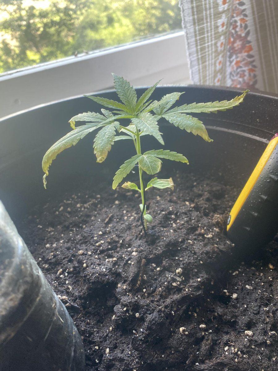 Helphave been growing this plant for the 4th week and it started turning yellow a week ago 2