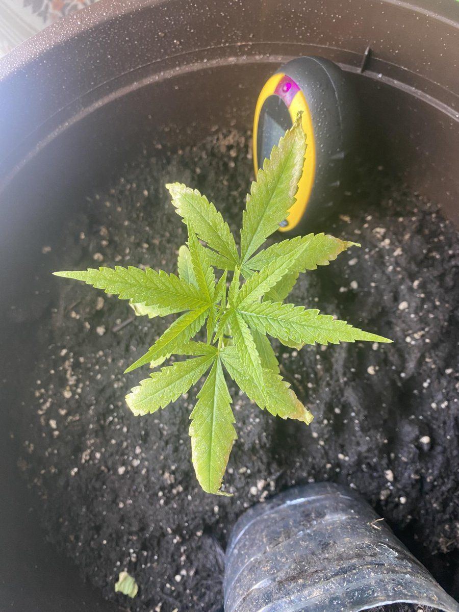 Helphave been growing this plant for the 4th week and it started turning yellow a week ago 3