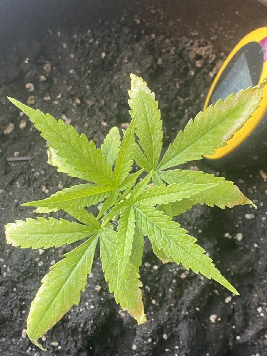 Helphave been growing this plant for the 4th week and it started turning yellow a week ago