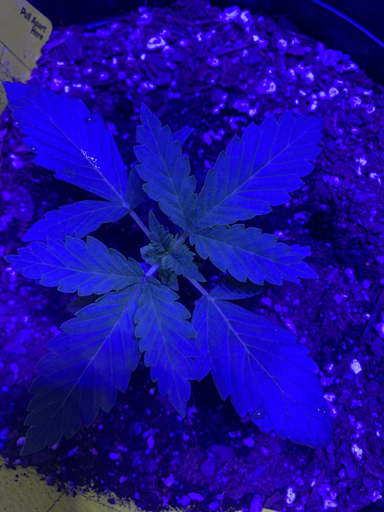 Hey everyone first time grower here need a hand 3