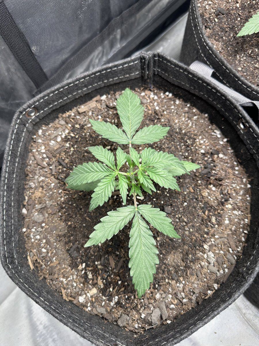 How are these looking for 3 weeks since sprout 3