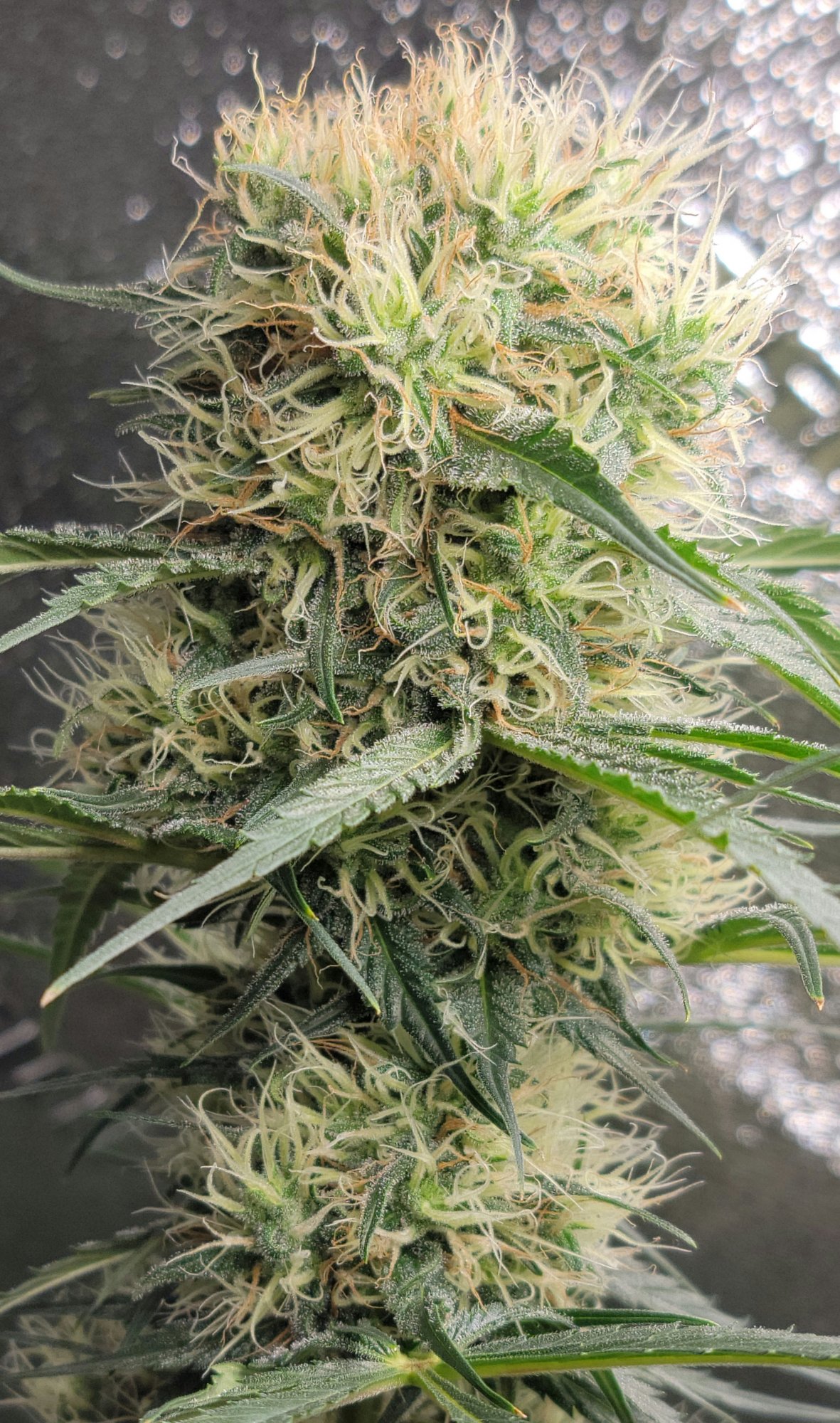 How close do you guys think this plant is to harvest